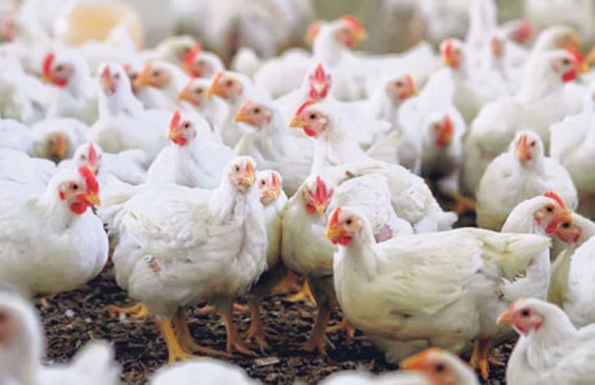 أحمد رمزي يكشف أسباب ارتفاع أسعار الدواجن البيضاء والساسو بعد انخفاضها