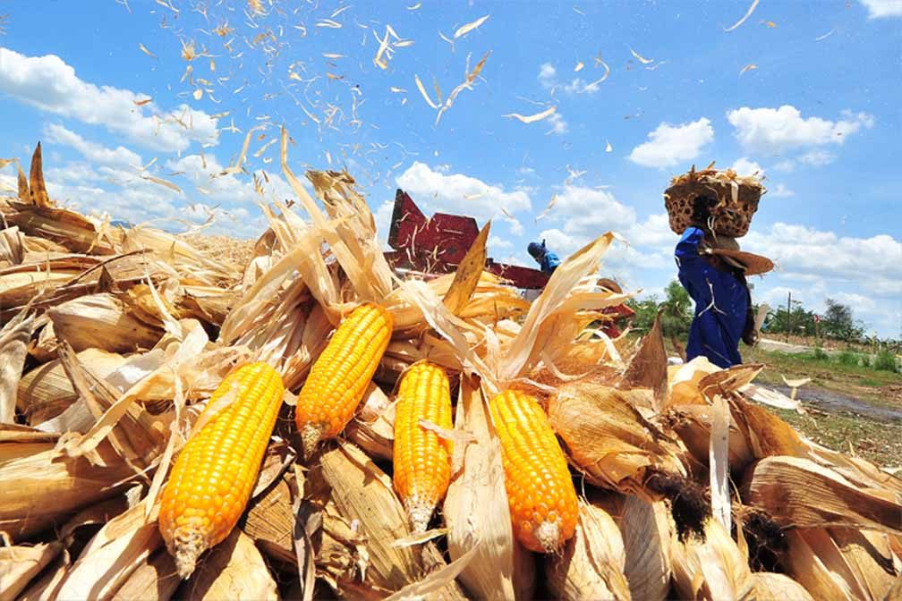 توقعات بارتفاع إنتاج محصول الذرة البرازيلي الثاني لـ103 مليون طن لعام 2023
