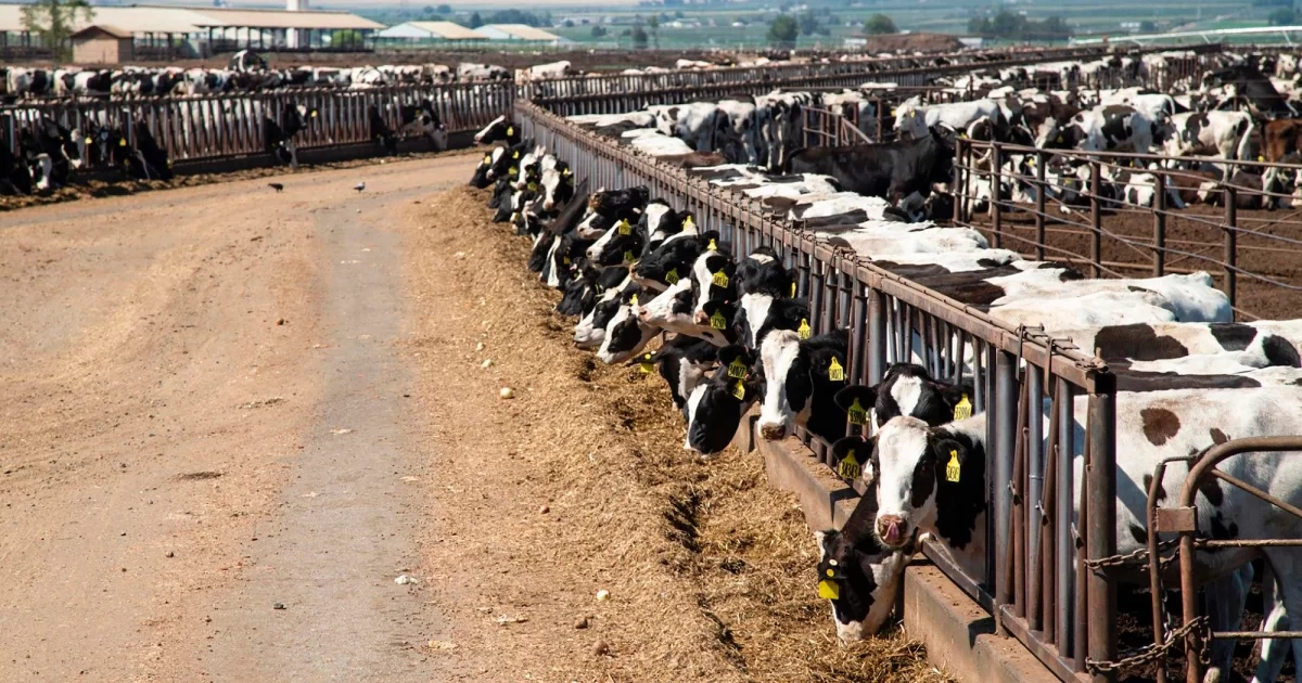 التموين: التعاقد علي كميات كبيرة من رؤوس الماشية من عدة دول