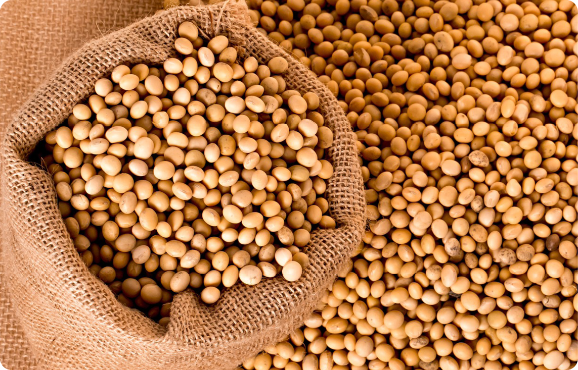 أسعار فول الصويا في أوكرانيا تواصل الارتفاع على خلفية قلة المعروض