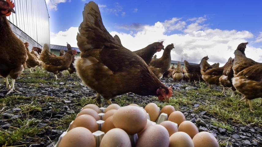 أسعار الدواجن والبيض والكتاكيت اليوم الثلاثاء في المزارع