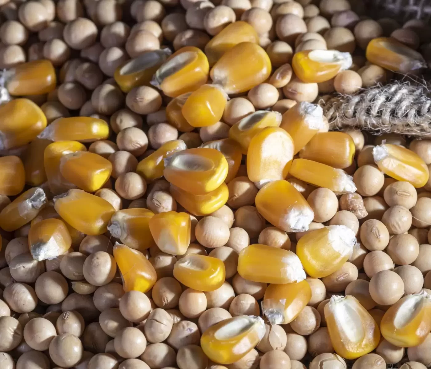 البرازيل تعتزم زيادة المساحة المزروعة بـ"فول الصويا والذرة" بنسبة 27 % خلال 10 سنوات.. تقرير