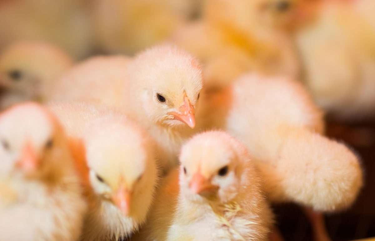 عياد للإنتاج الداجني: سعر كتكوت الإستيراد يكلف"واحد دولار " متساويًا مع أسعار الشركات