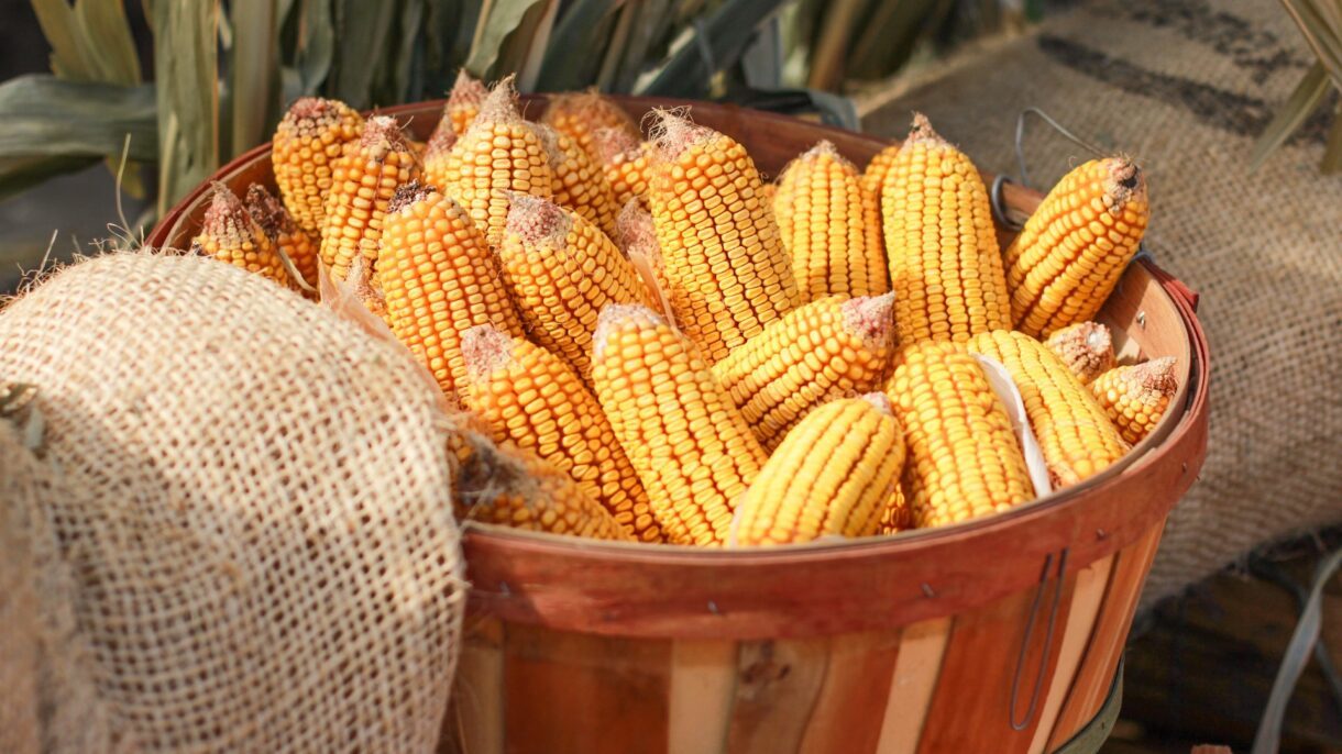 محصول الذرة في جنوب إفريقيا يشهد انخفاضًا بنسبة 18.4٪ في 2024