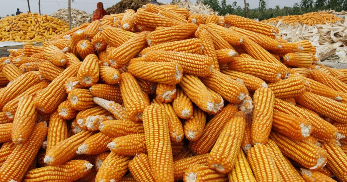 العقود الآجلة للذرة تُنهي تعاملات بورصة شيكاغو الأسبوعية على ارتفاع