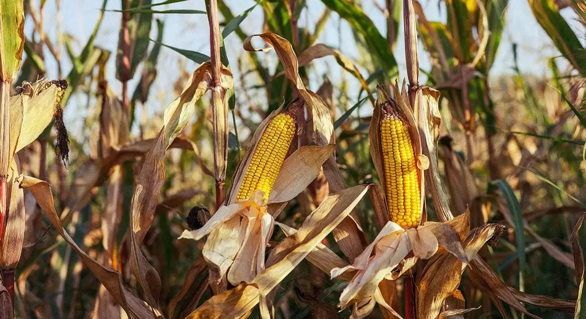 ألمانيا تزيد المساحة المزروعة بالذرة بنسبة 11.2%