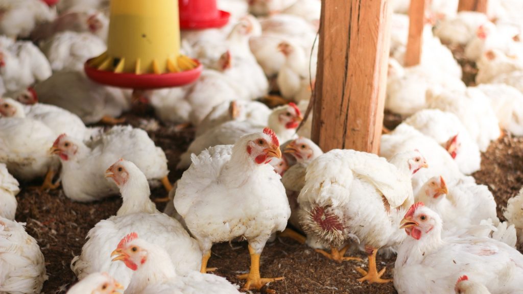 تركيا تفرض قيود على صادرات الدواجن اعتبارًا من 1 مايو حتى 31 ديسمبر 2024