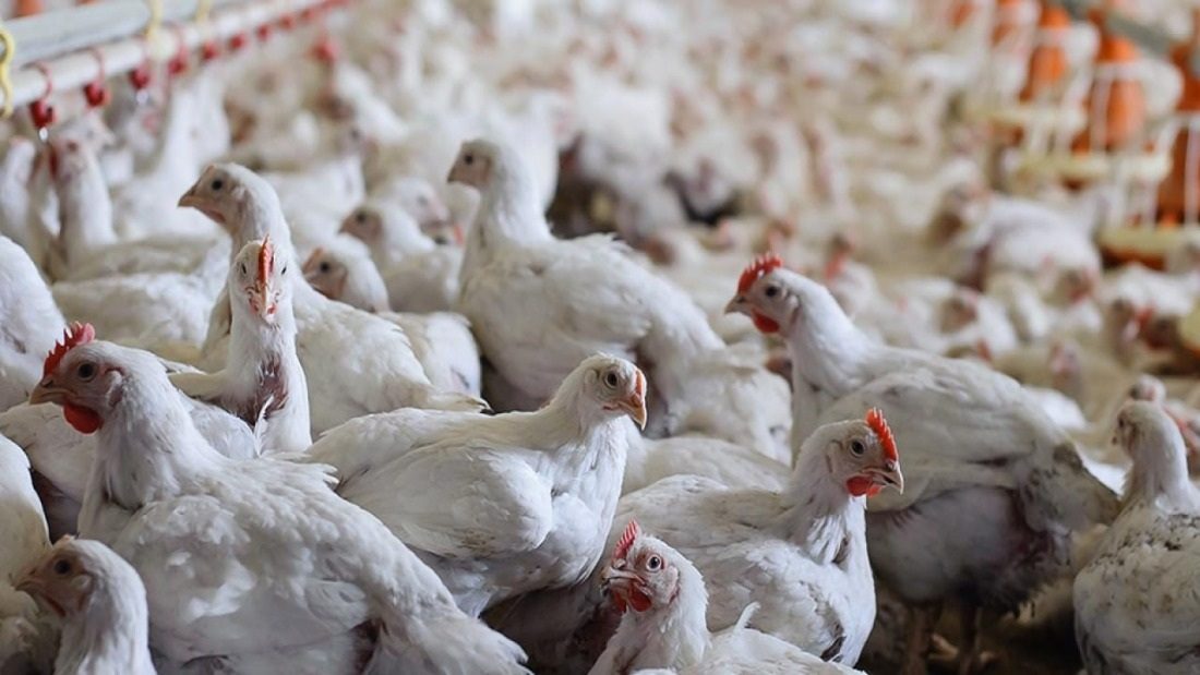 صادرات الدواجن البرازيلية تبلغ 434,9 ألف طن في نوفمبر