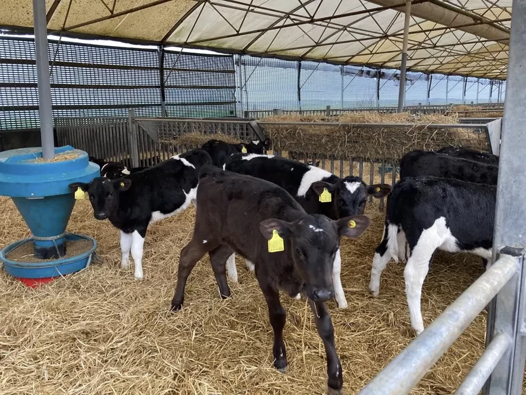 لمواجهة أزمة اللحوم.. الجزائر تستورد العجول الحية من البرازيل