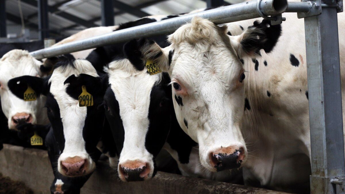 السعودية تسمح باستيراد المواشي الحية من أذربيجان