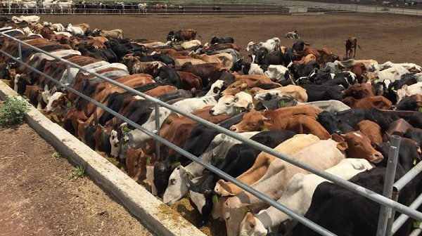 التموين: لدينا 5 آلاف رأس من الماشية السودانية فى المحاجر
