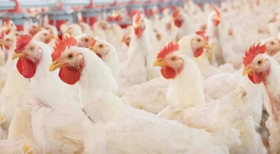 واردات كوريا الجنوبية من الدواجن تسجل مستوى قياسيا منخفضا في أغسطس وسط انخفاض الإمدادات البرازيلية