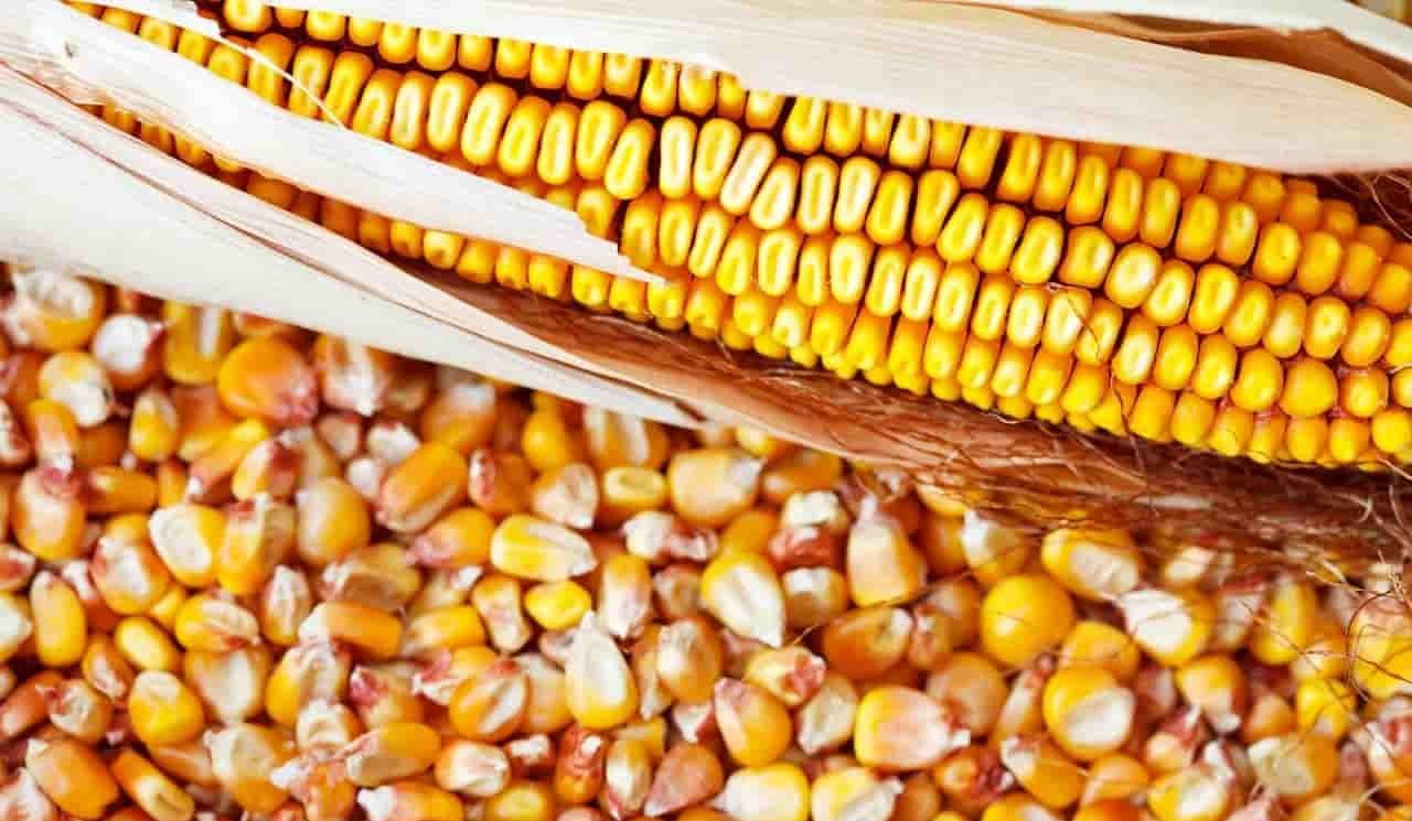 ارتفاع صادرات الولايات المتحدة الأسبوعية من الذرة بنسبة 5٪ لتصل إلى 482,526 طنًا