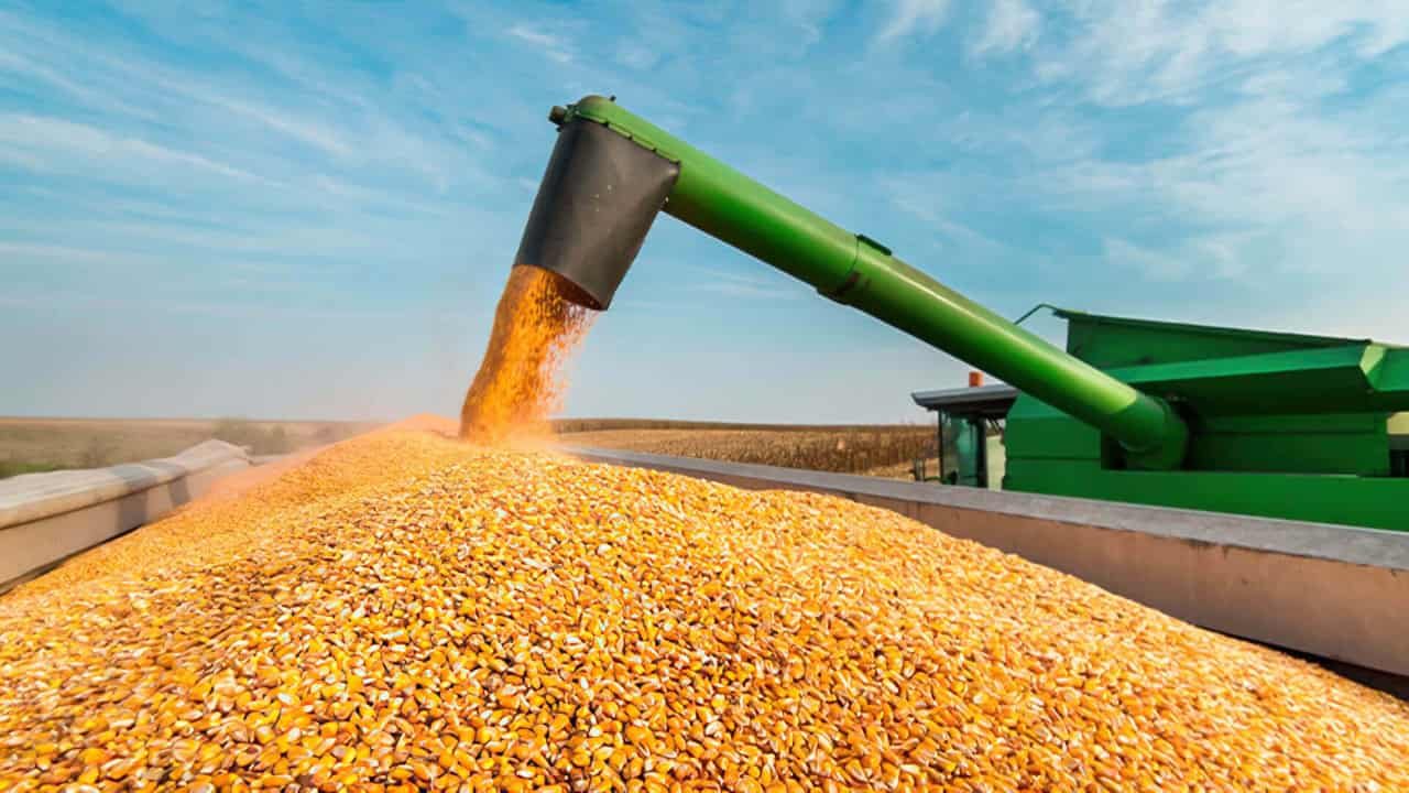 كوناب: حصاد محصول الذرة في البرازيل يصل إلى 75.2%