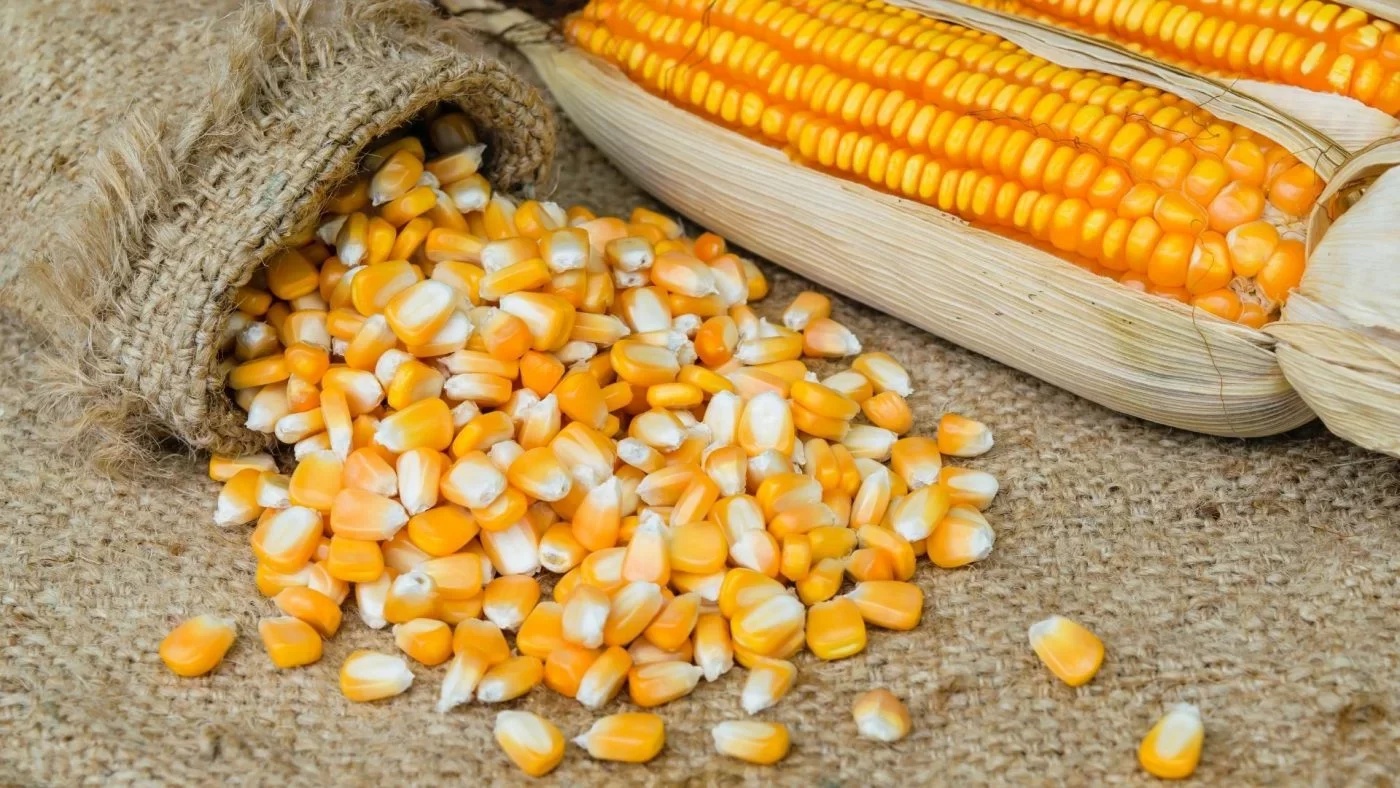 الجزائر تطرح مناقصتين لشراء 120 ألف طن من الذرة و70 ألف طن من كسب الصويا