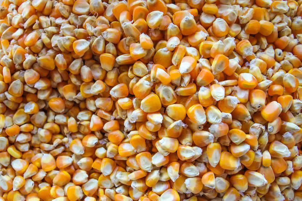 العقود الآجلة للذرة تحصل على دعم محدود بفعل عمليات الشراء التكتيكية وتغلق على ارتفاع