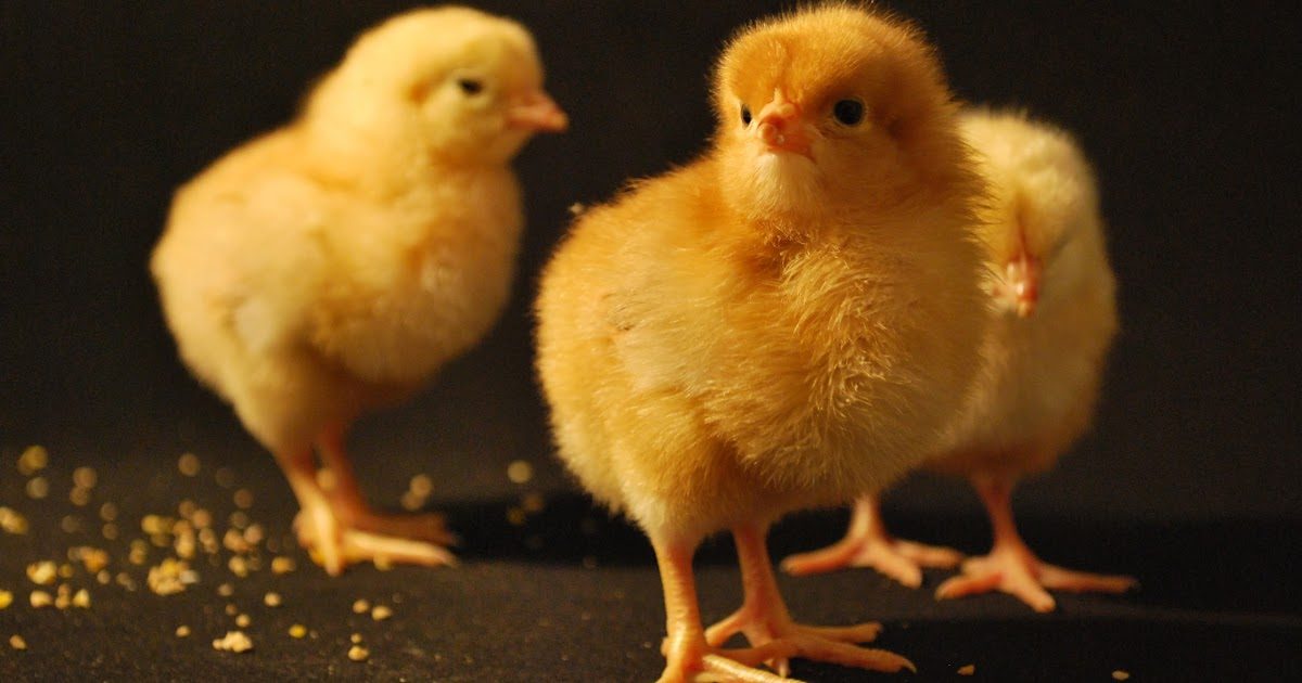 الشرق للإنتاج الداجني