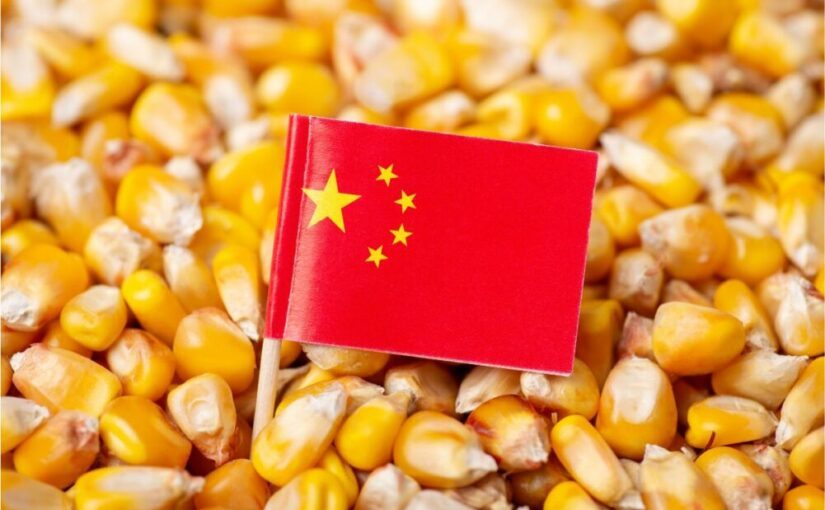 واردات الذرة الصينية تسجل مستوى منخفضا جديدا في النصف الأول من العام