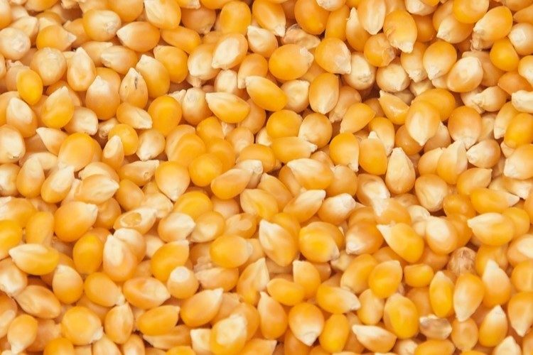 أسعار العقود الآجلة للذرة تواصل خسائرها في بورصة شيكاغو اليوم الأربعاء