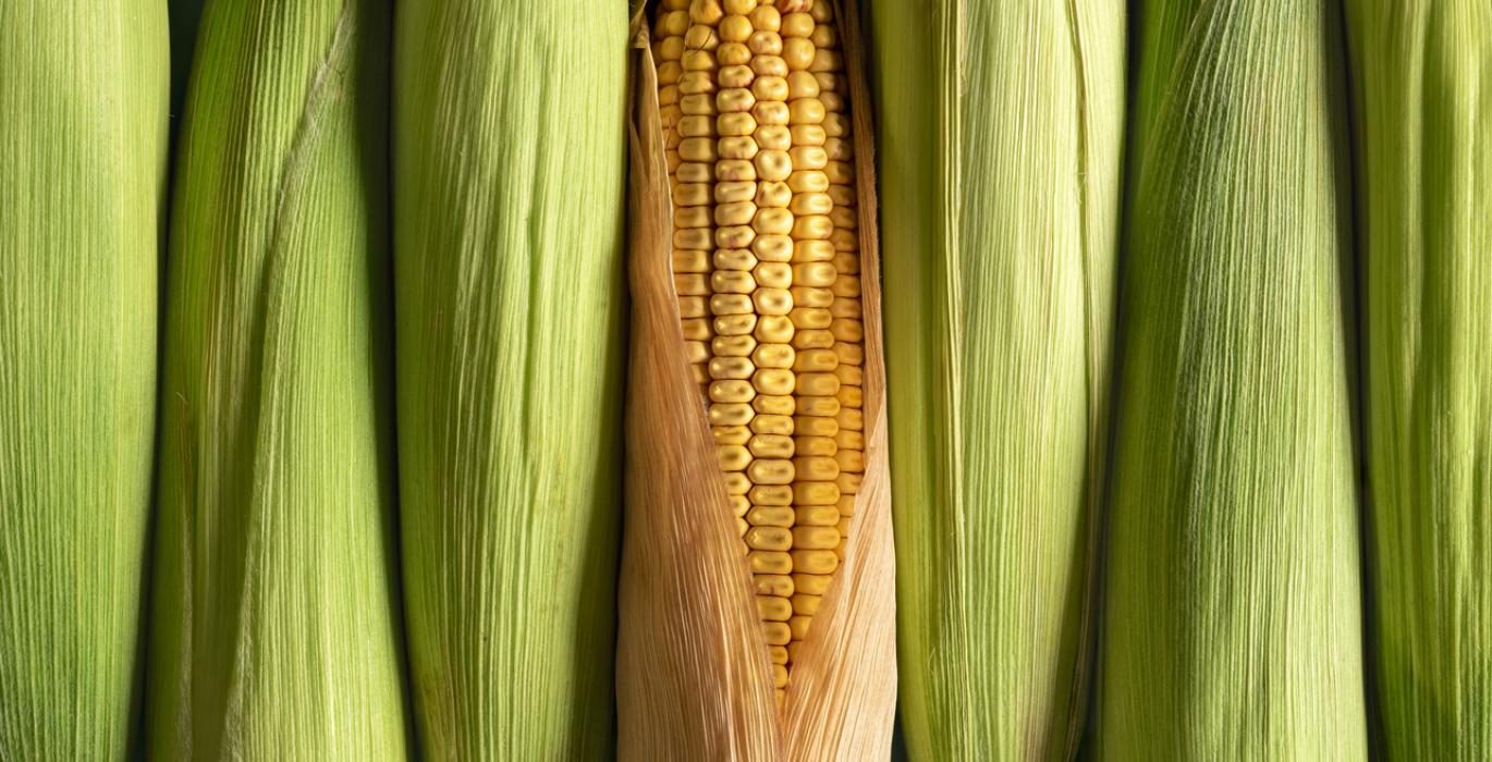 تراجع العقود الآجلة للذرة والبرازيل تتوقع انتعاش الصادرات