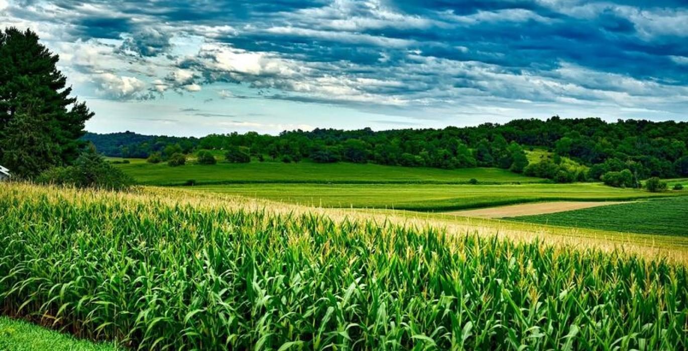 العقود الآجلة للذرة تسجل خسائر في نهاية تداولات الأربعاء