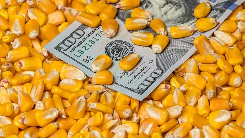 العقود الآجلة للذرة تغلق على ارتفاع جماعي بعد بيانات عن الصقيع في أوكرانيا ومخاوف بشأن الإمدادات من البحر الأسود