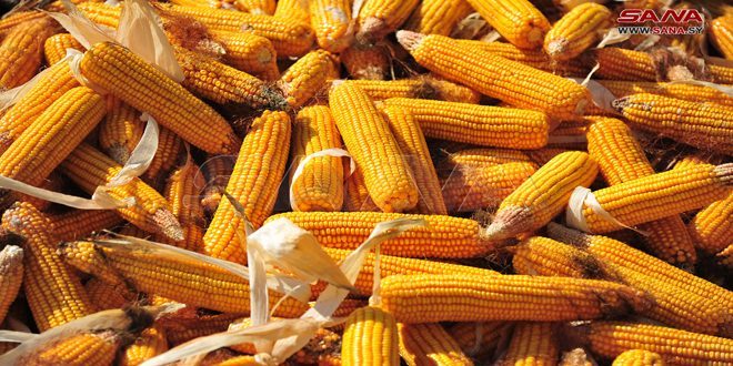 البرازيل تحصد 4.7٪ من محصول الذرة الثاني لعام 2023