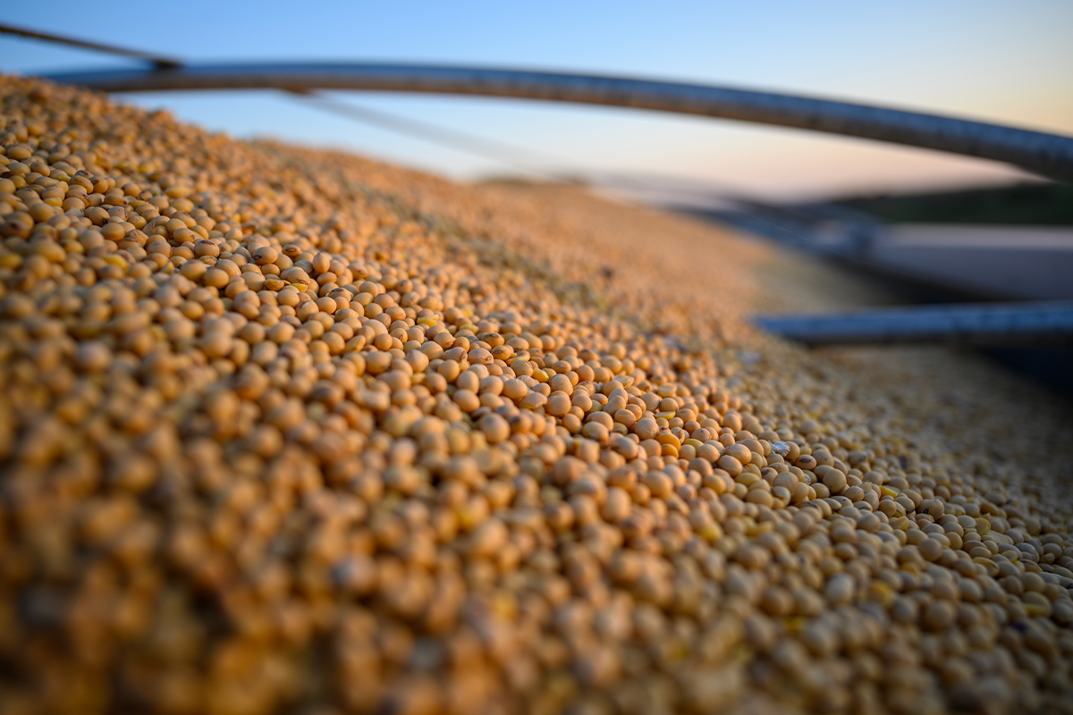 عمليات الفحص الأسبوعية على صادرات فول الصويا في الموانئ الأمريكية تنخفض إلى 231.002 طن