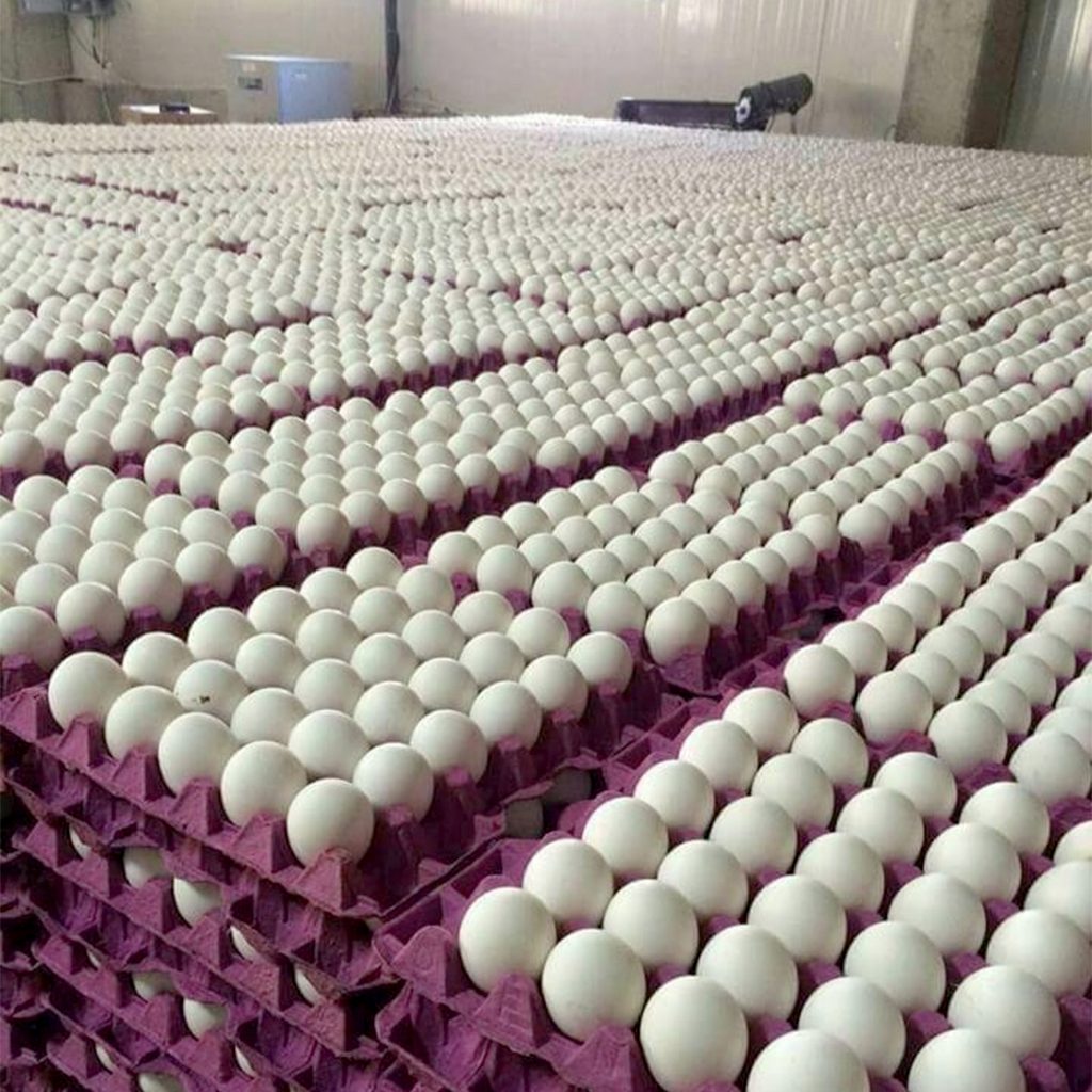 بورصة البيض تواصل صعودها والطبق البلدي يسجل 75 جنيها