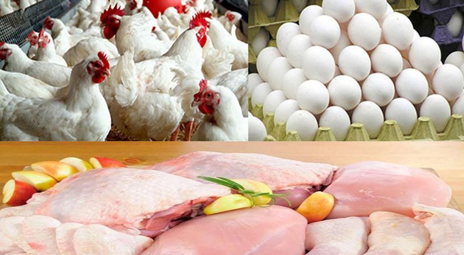 عاجل| منتجى الدواجن يطلق مبادرة لخفض أسعار الفراخ وبيض المائدة بنسبة 10-15%