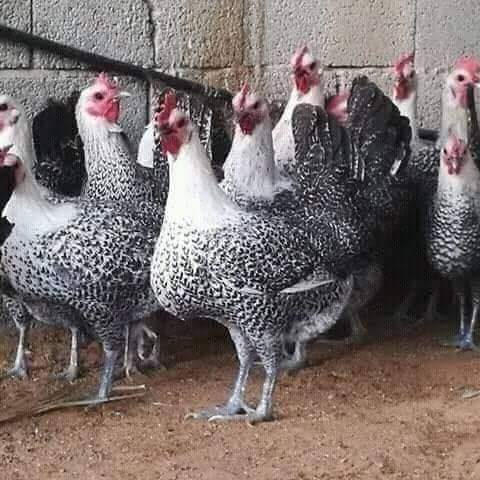 أسعار الدواجن اليوم 12 فبراير 2023