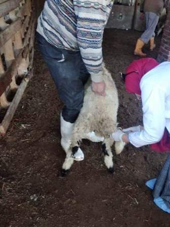 بيطري الشرقية يُحصن "٨٦ ألف و ٢٩٠" رأس أبقار