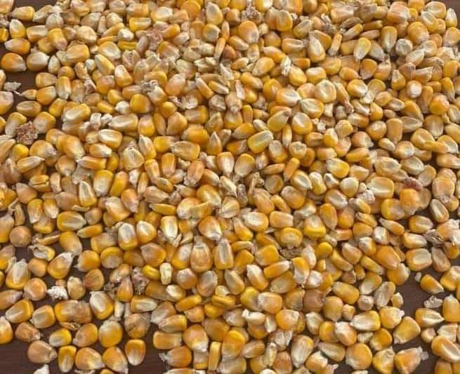 بورصة شيكاغو للحبوب .. أسعار الذرة تقترب من الهدف الأول.. اليوم الثلاثاء 14-02-