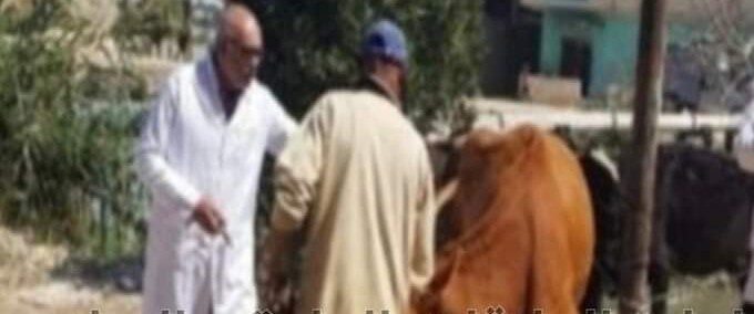 الإسماعلية.. تحصين وعلاج رؤوس الماشية ضد مرض الدرن والبروسيلا