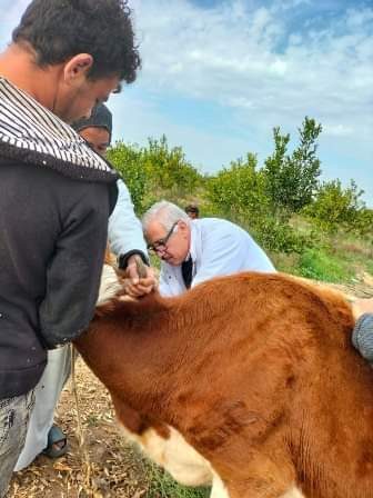 بيطري الشرقية يتابع فحص 1566رأس ماشية ضد البروسيلا و1302 ضد السل البقرى