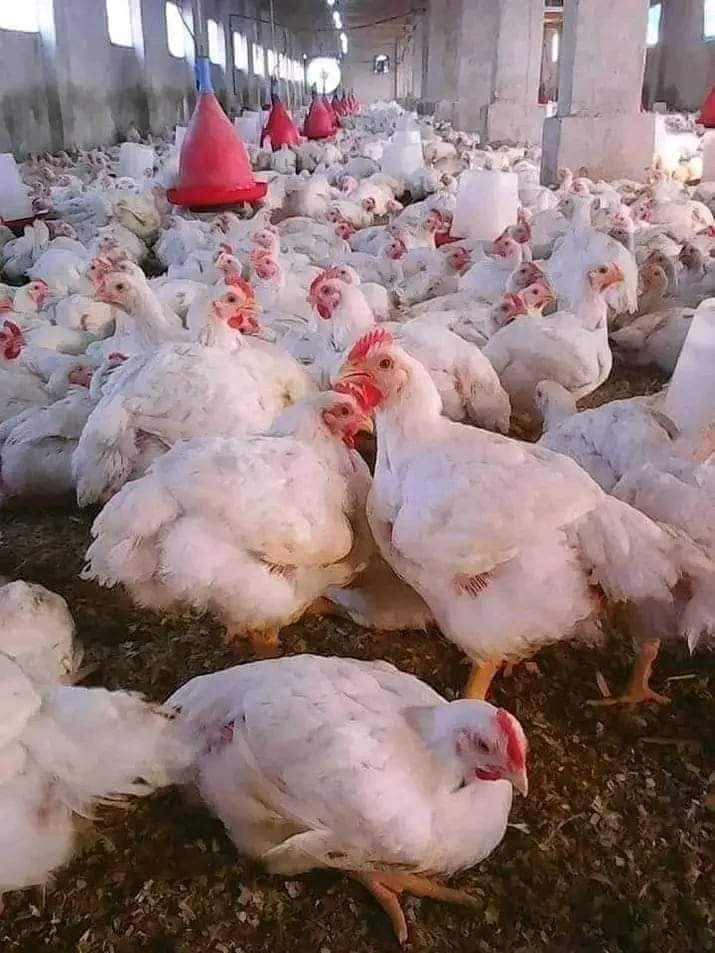 ارتفاع جديد في سعر الدواجن اليوم الأربعاء 1 مارس 2023