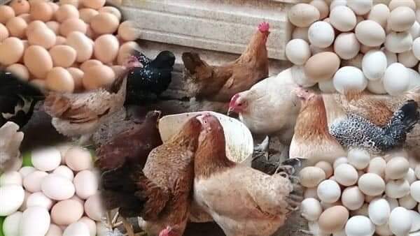 أسعار الدواجن اليوم السبت 18 فبراير 2023