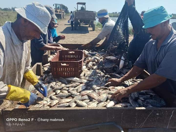 استقرت أسعار السمك اليوم 16 فبراير 2023