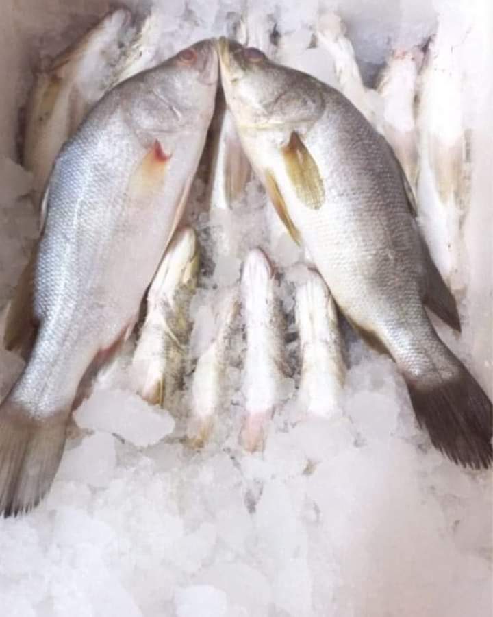 تراجع في بعض أصناف السمك واستقرار في أخرى اليوم الأربعاء 22 فبراير 2023