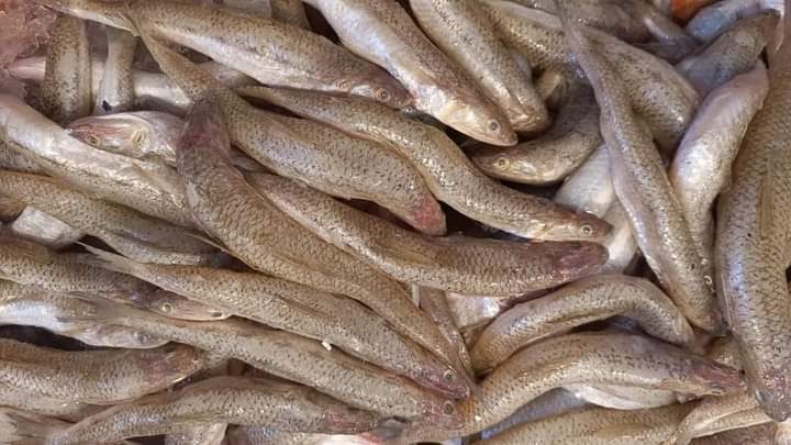 أسعار الأسماك اليوم الخميس 2 مارس 2023