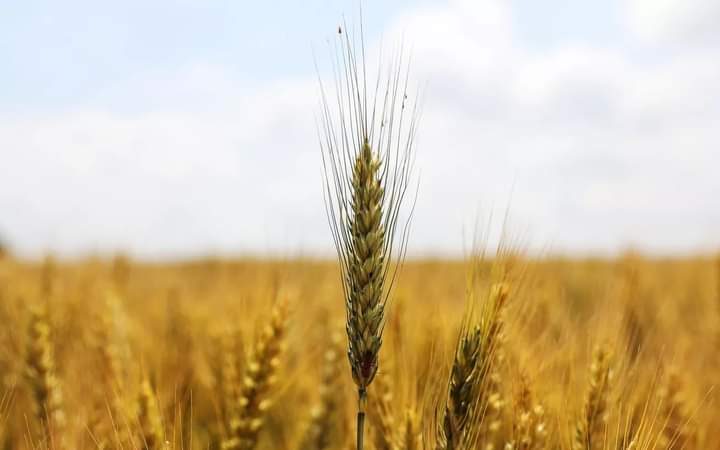 إطار برنامج دعم الأمن الغذائي والقدرة على الصمود الممول من البنك الدولي