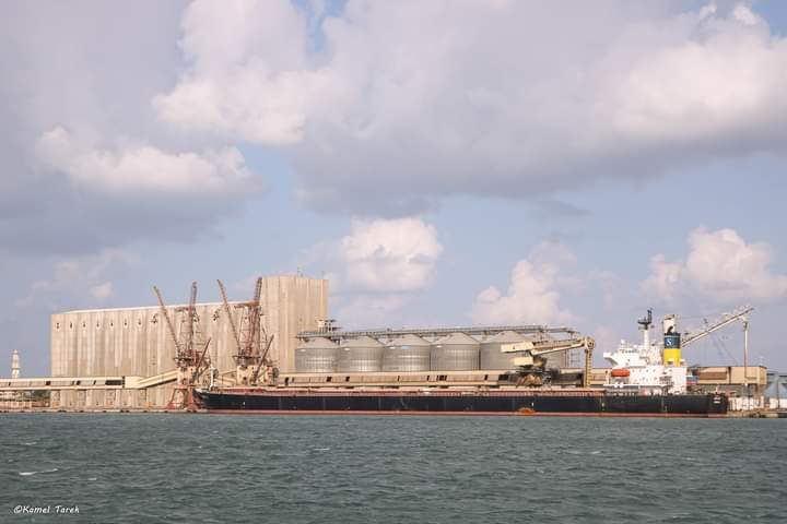 ميناء دمياط يستقبل 3254 راس ماشيةو7566 طن قمح و1680 طن ذرة