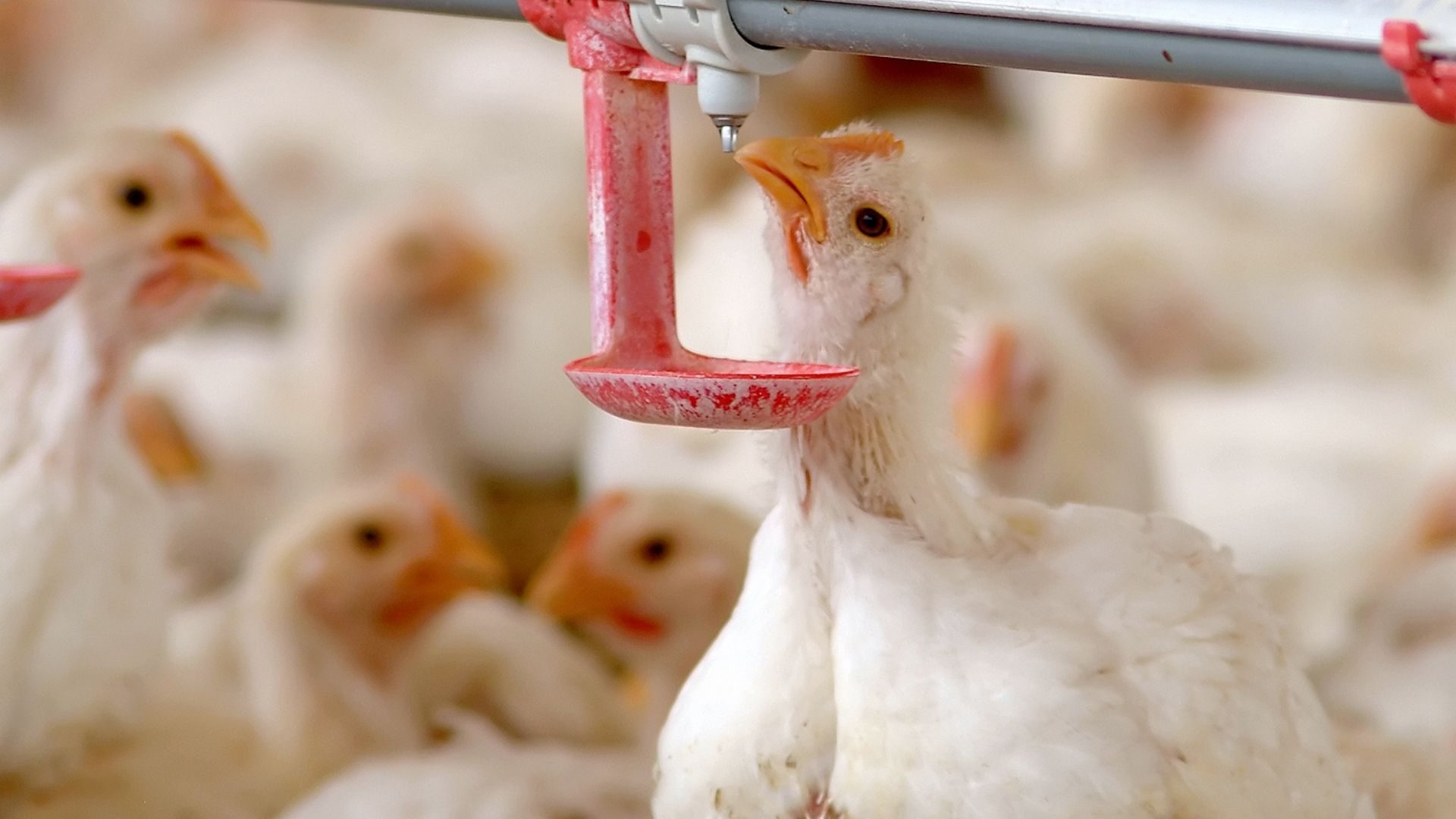 أستاذ أمراض الدواجن يوضح كيفية الوقاية من الإجهاد الحرارى خلال الموجات الحارة