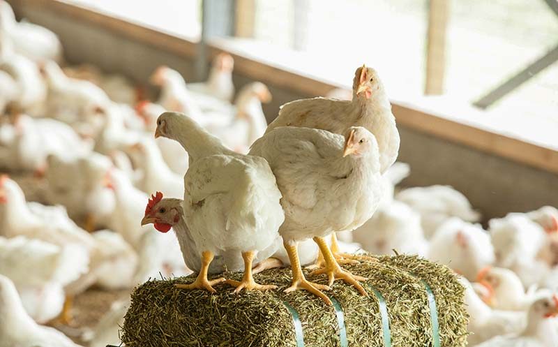 الغريب للدواجن