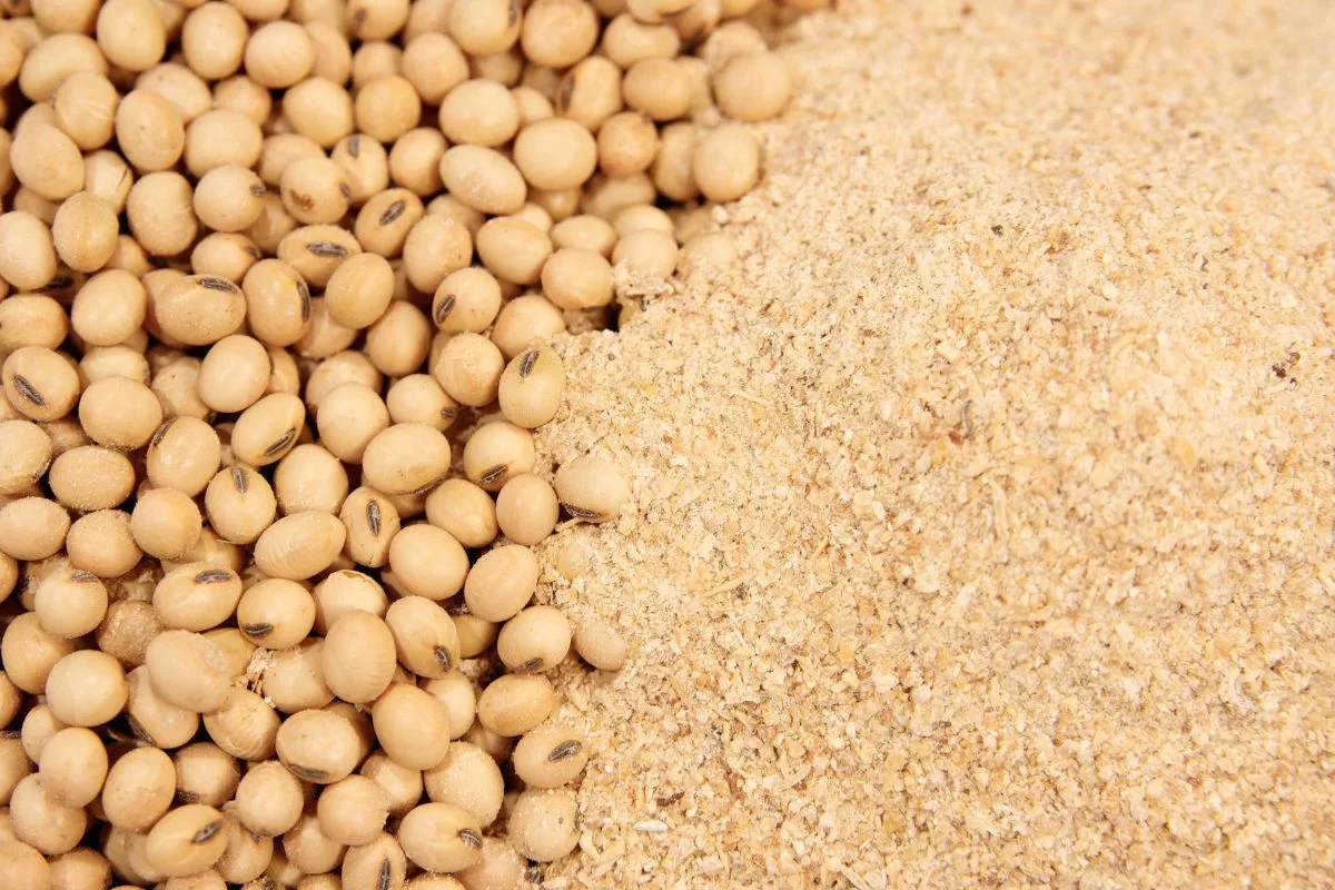 مبيعات كسب الصويا الأمريكي تسجل 21200 طن خلال الأسبوع