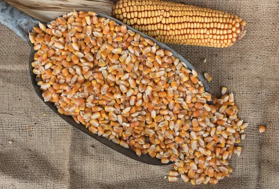 عمليات الفحص الأسبوعية على صادرات الذرة في الموانئ الأمريكية تسجل 819,577 طن