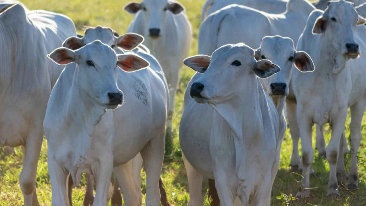 نيجيريا تفتح أسواقها أمام المنتجات الحيوانية البرازيلية