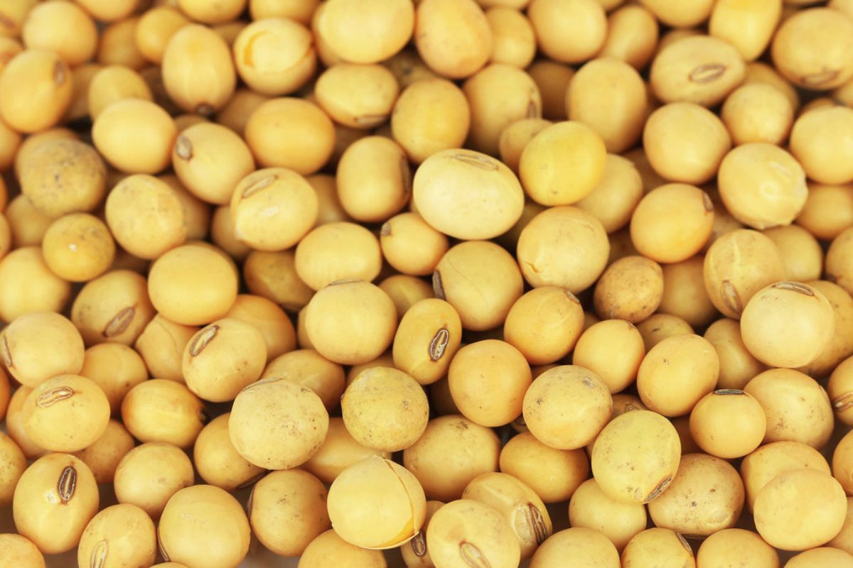 مبيعات فول الصويا ​​في الأرجنتين تصل إلى 13.6 مليون طن في أبريل