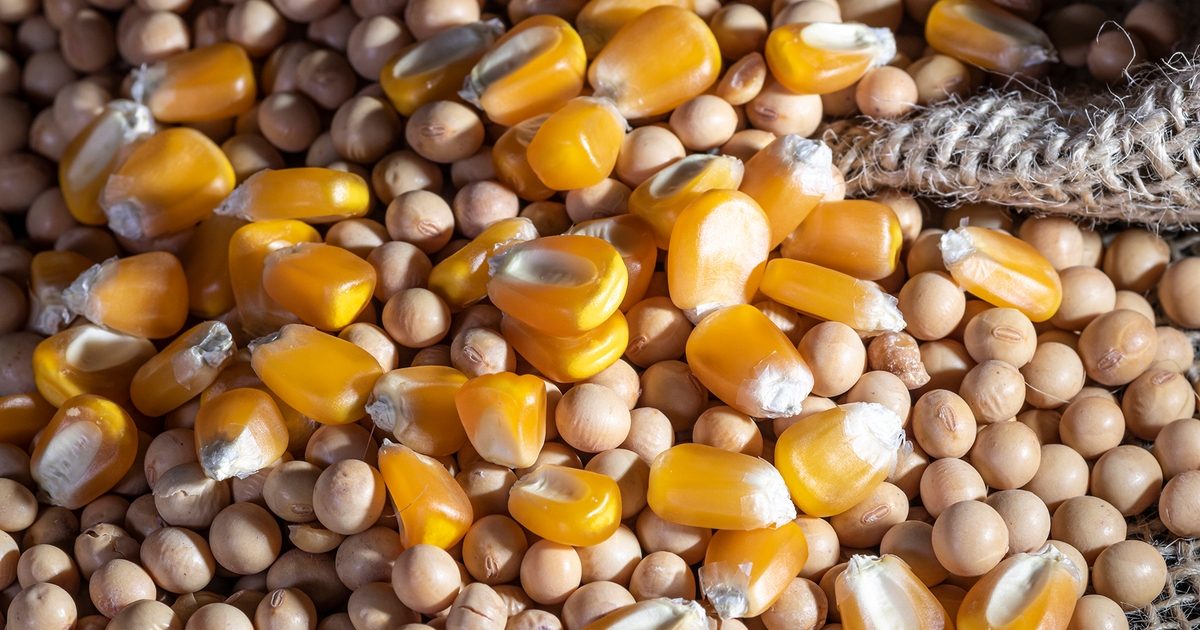 هل تعود الخامات إلي التراجع خلال أيام؟ القصبي يجيب