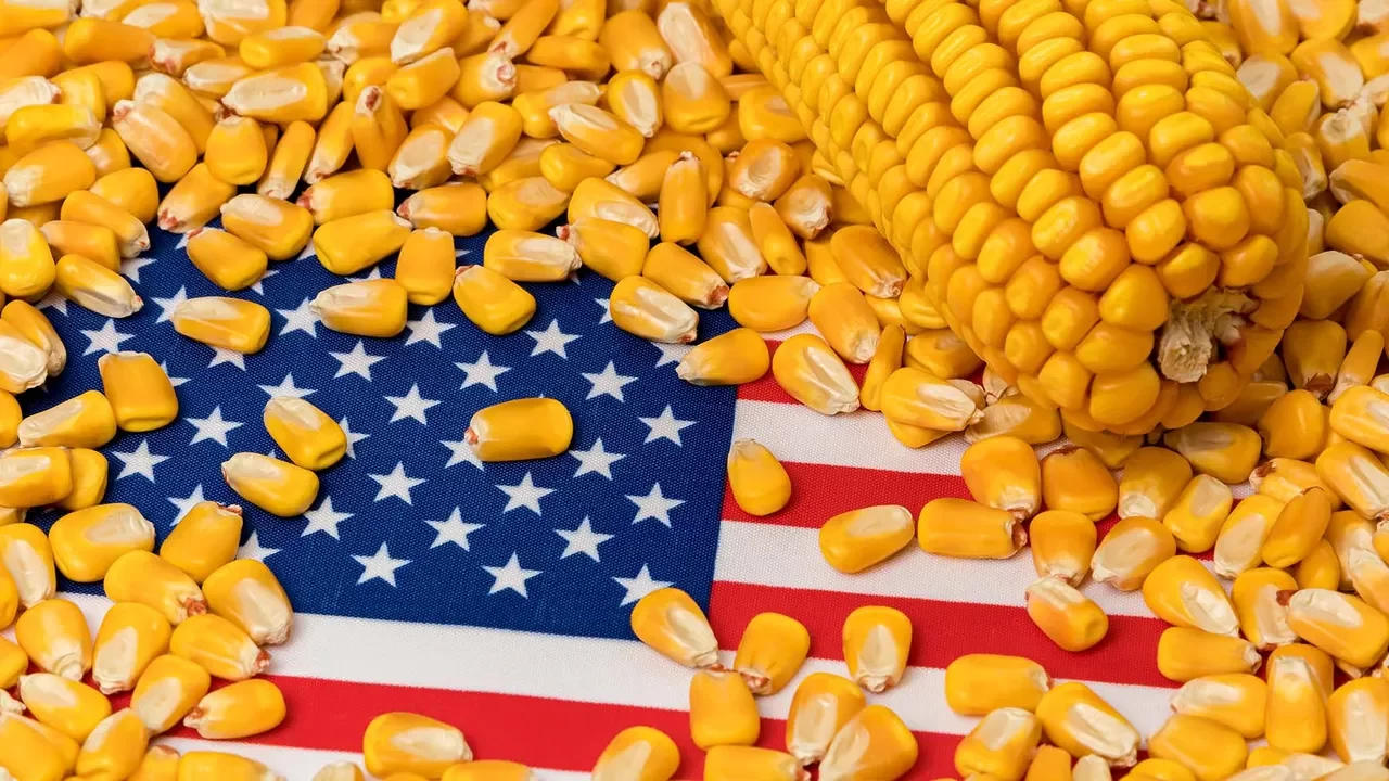 محصول الذرة الأمريكي